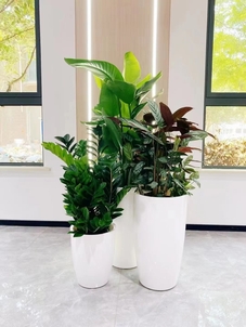 专业余姚绿植出租设计，为空间注入生机与活力